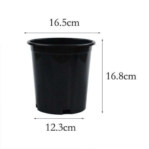 Ronbo Sunrise 1 gallon pots size